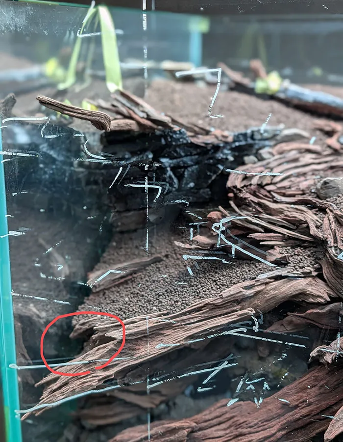 Aquascaping steps - PRIMAL BUST - IAPLC 2025 Silver Prize - Katsuki Tanaka / Japan